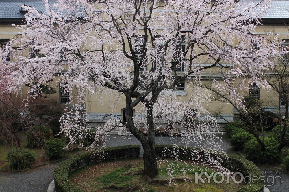 桜色に染まる京都府庁２