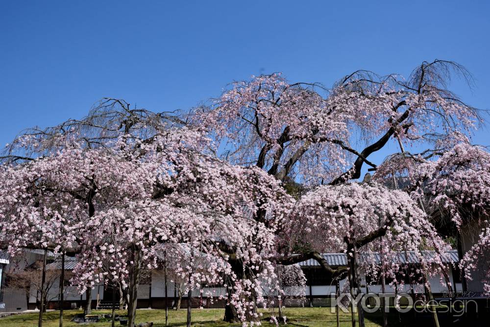 2015醍醐の桜（１）