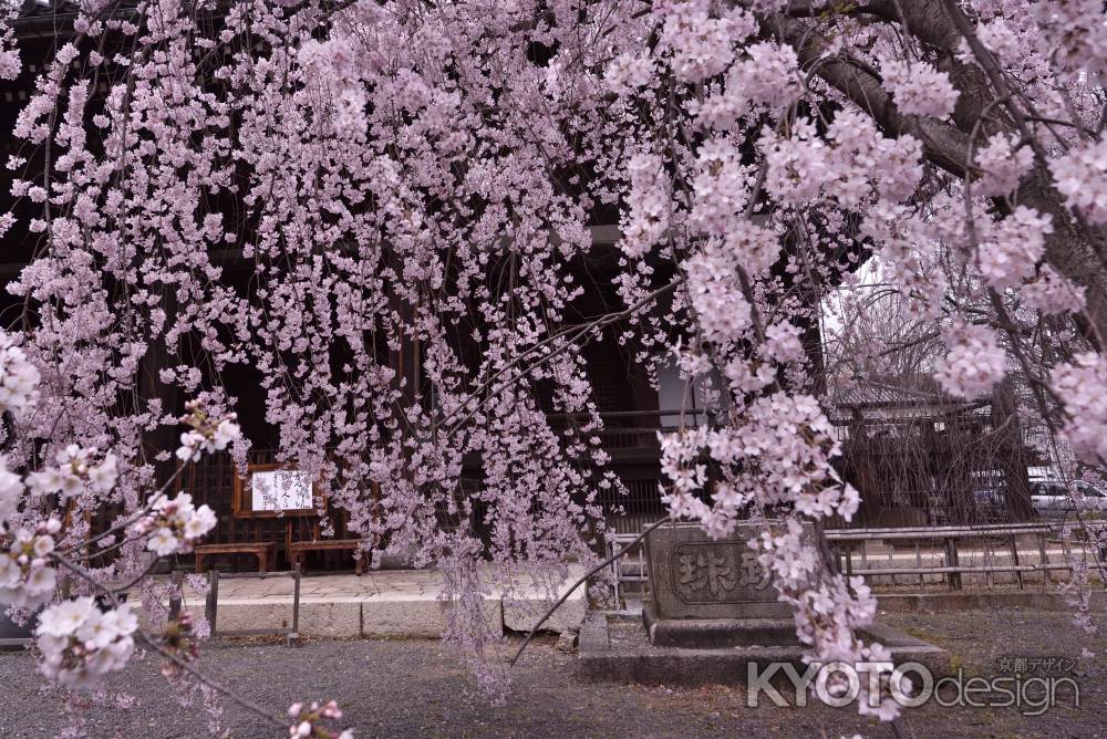立本寺の桜（２）