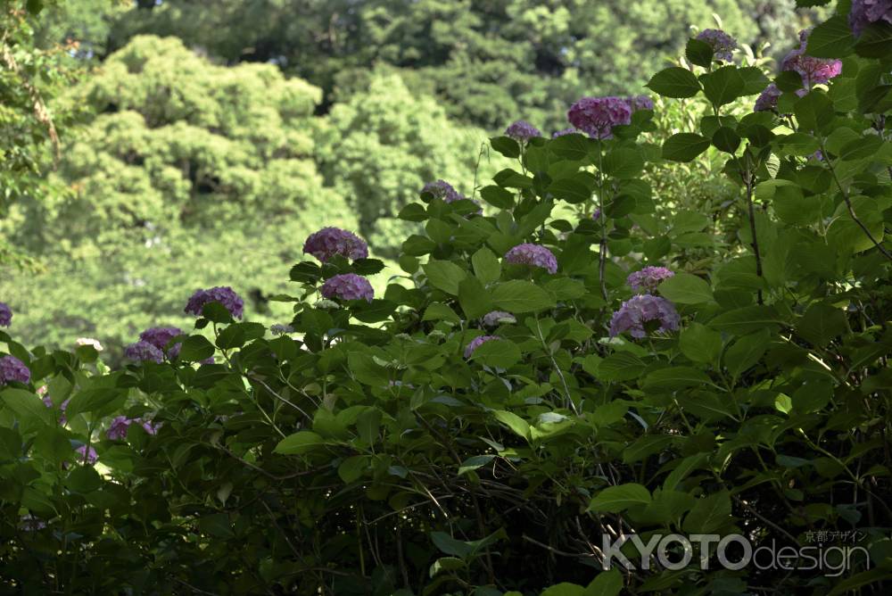 智積院の紫陽花（５）