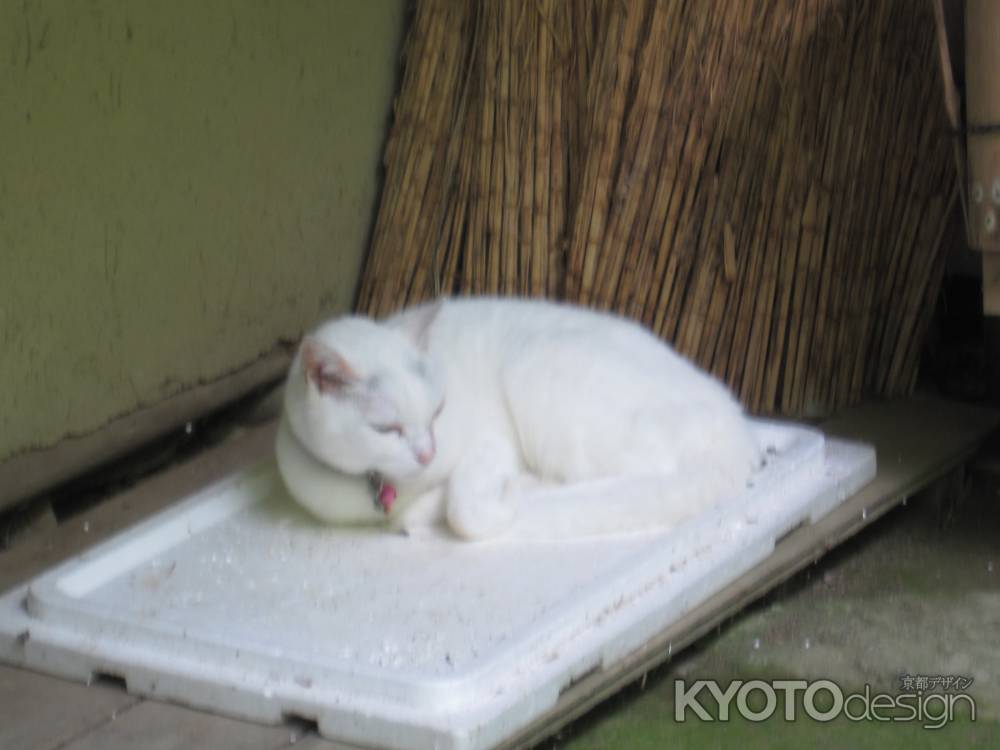 祇王寺の白猫、まろみ