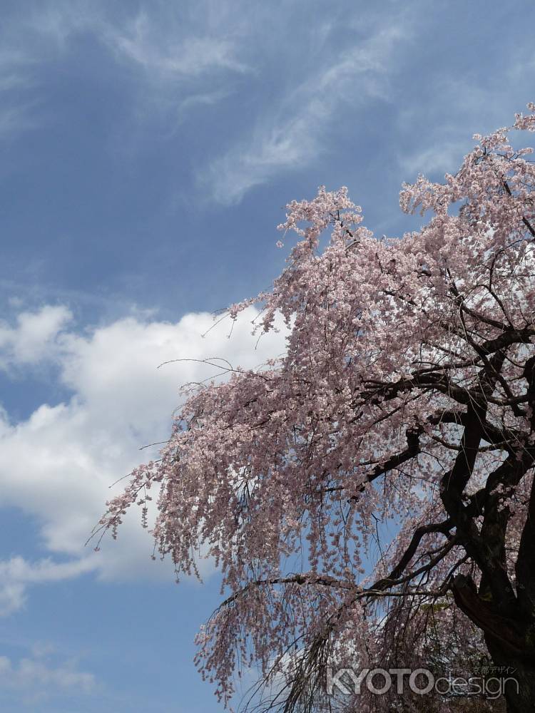 醍醐寺の桜 2014.04 -2