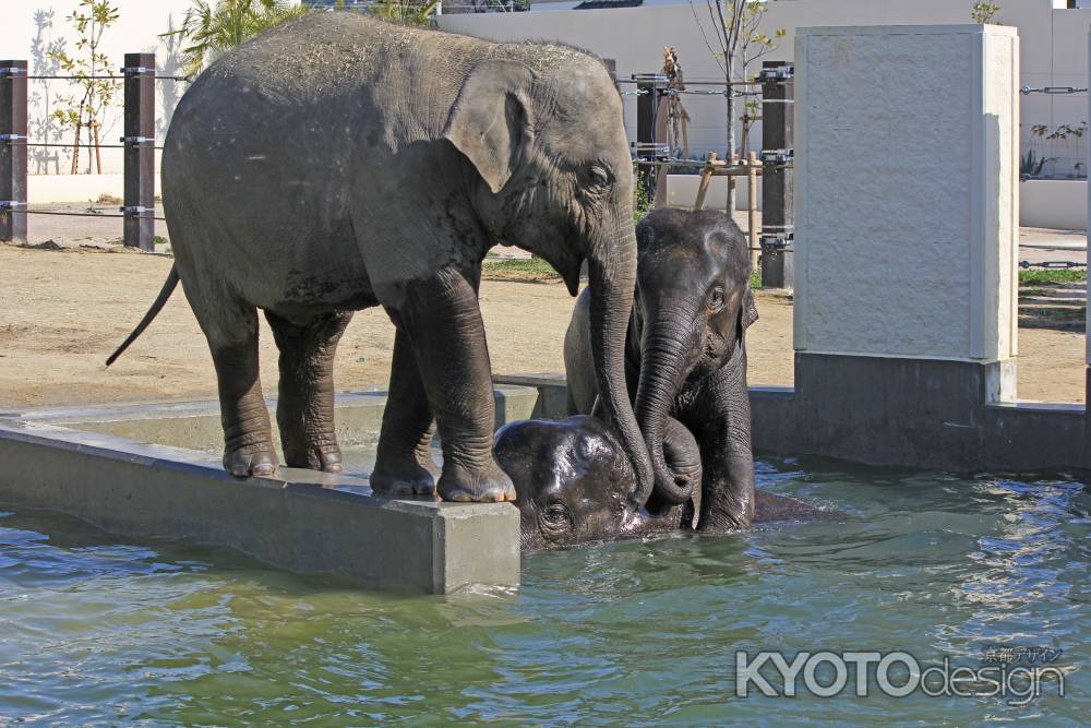 子ゾウの水遊び