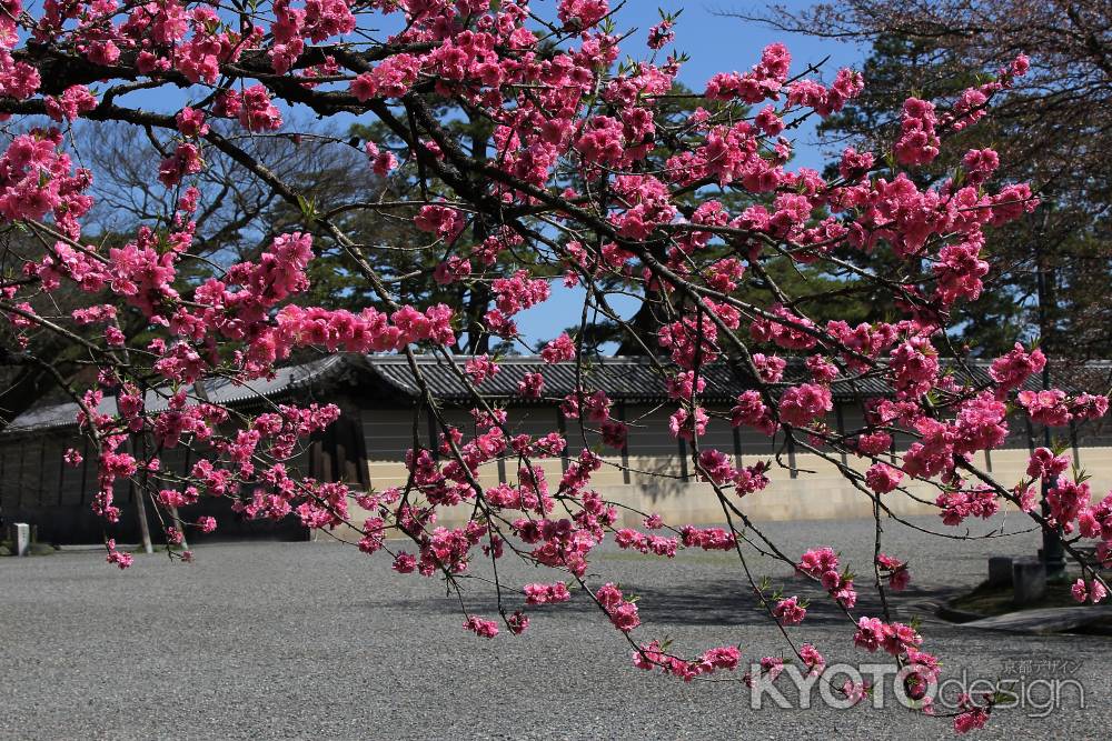 京都御苑の桃満開
