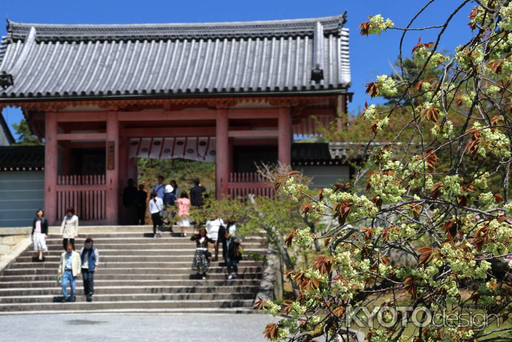 仁和寺の中門下で咲く淡いみどり色の御室桜