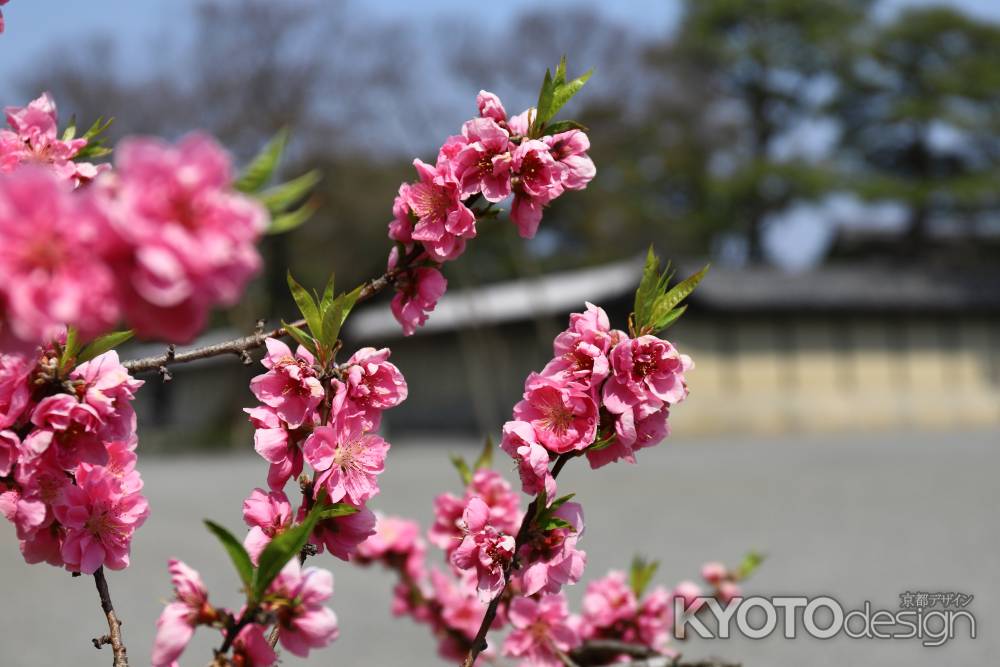 京都御苑に咲く桃