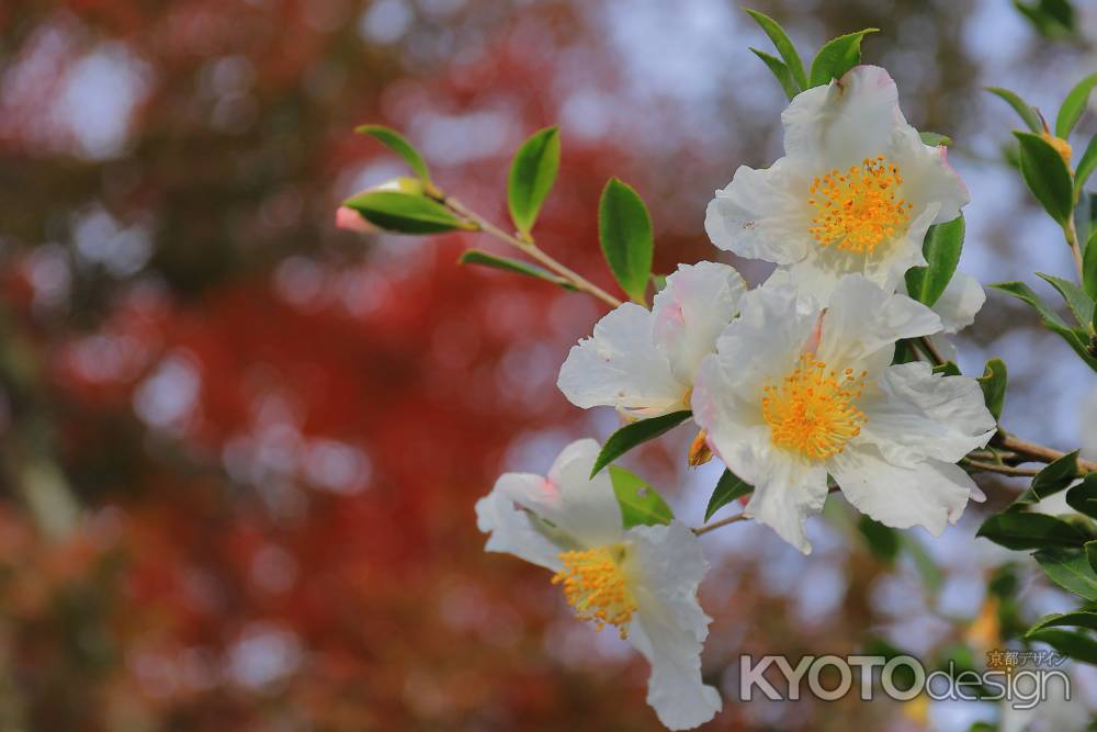 天龍寺紅葉に咲く茶ノ木の花