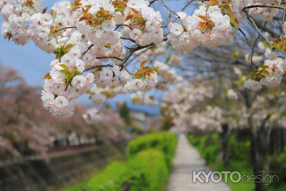 岩倉川の八重桜
