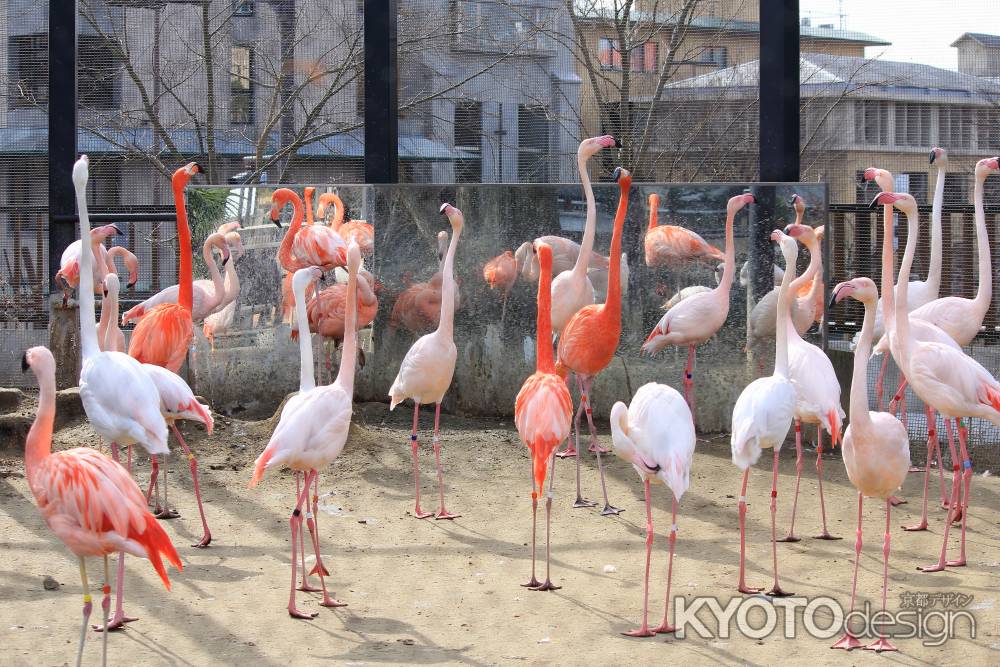 京都市動物園のフラミンゴ