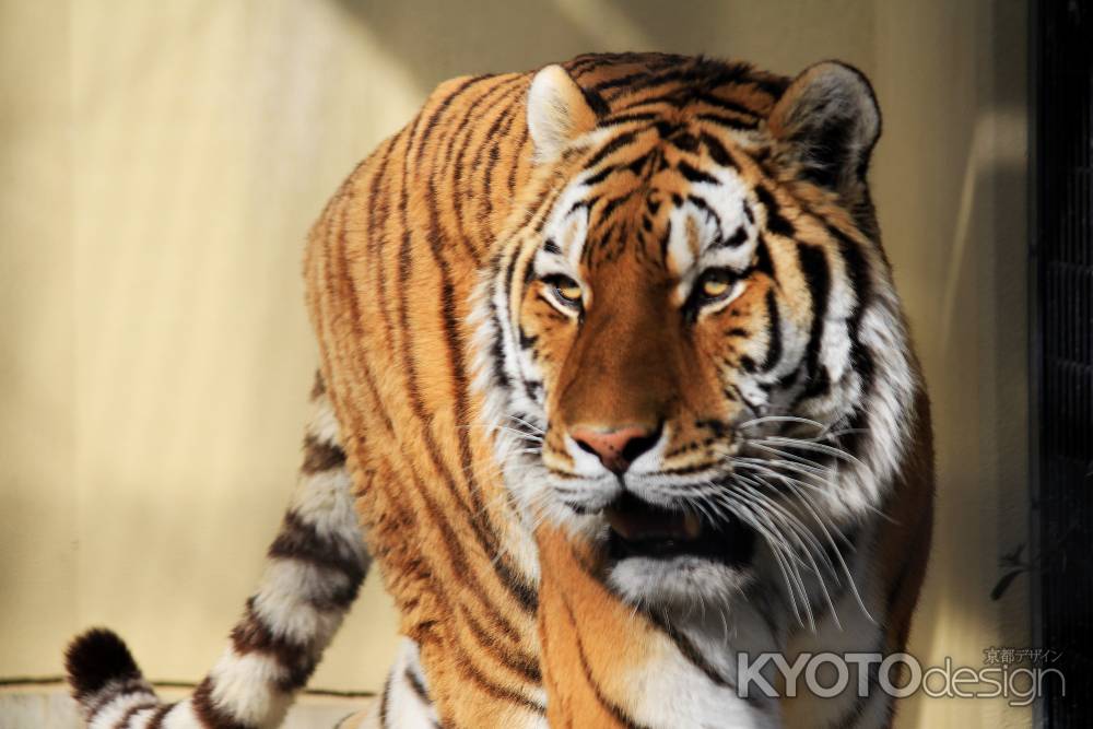 京都市動物園のタイガー