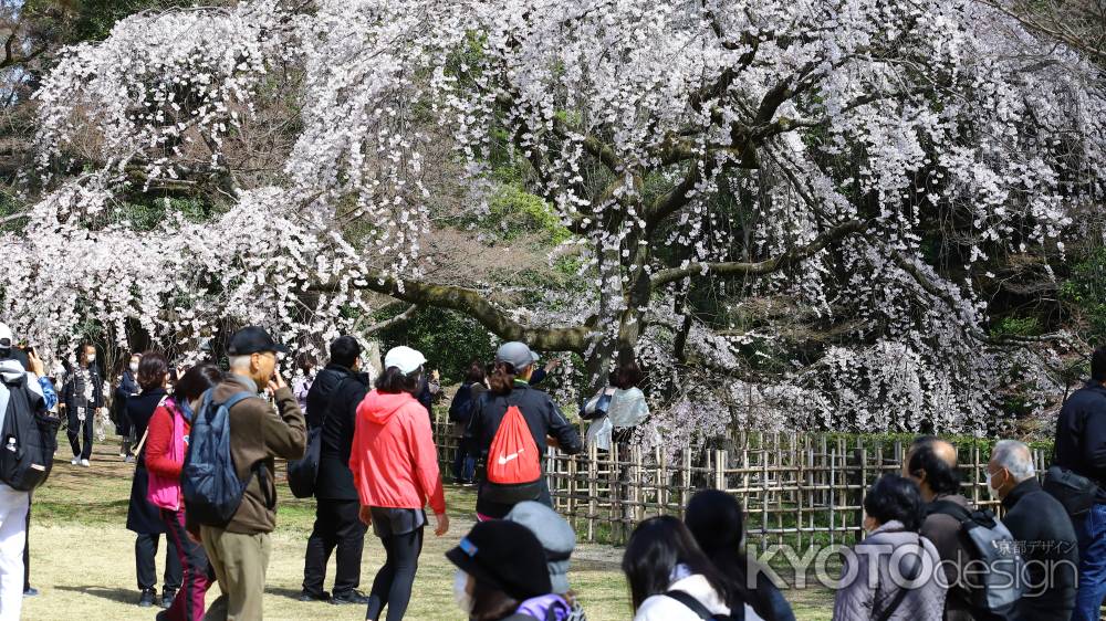 京都御苑の桜が満開