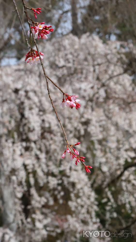 紅枝垂桜
