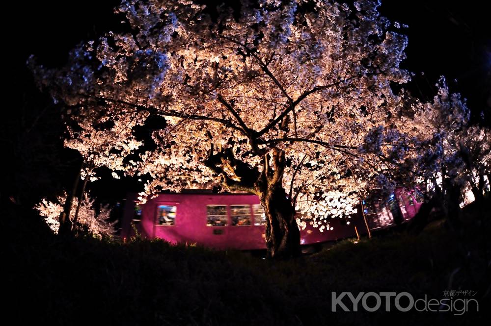 嵐電　夜桜電車　満開