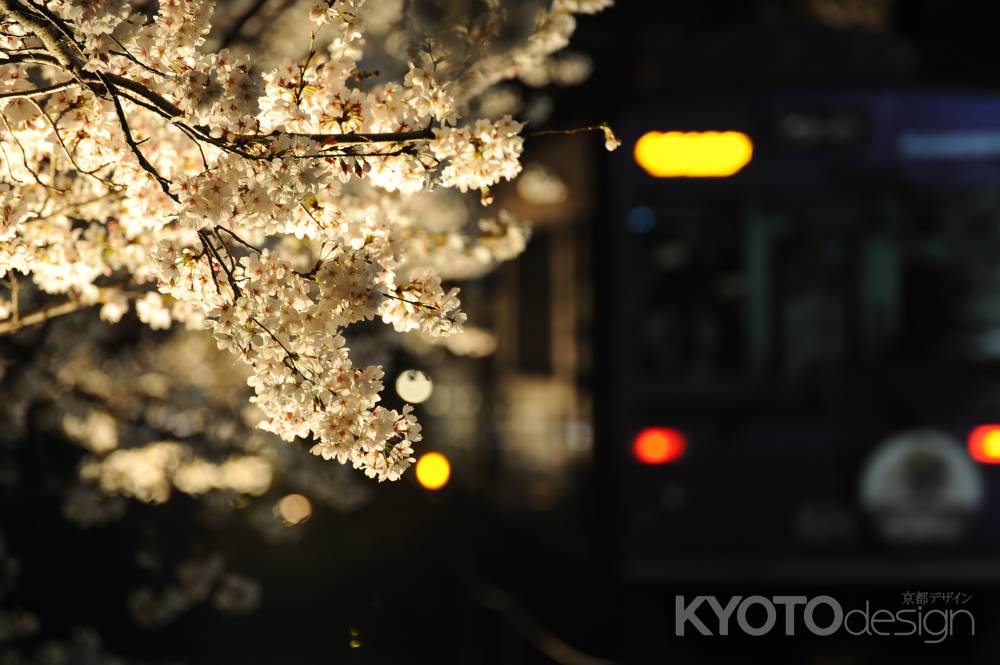 夜桜電車