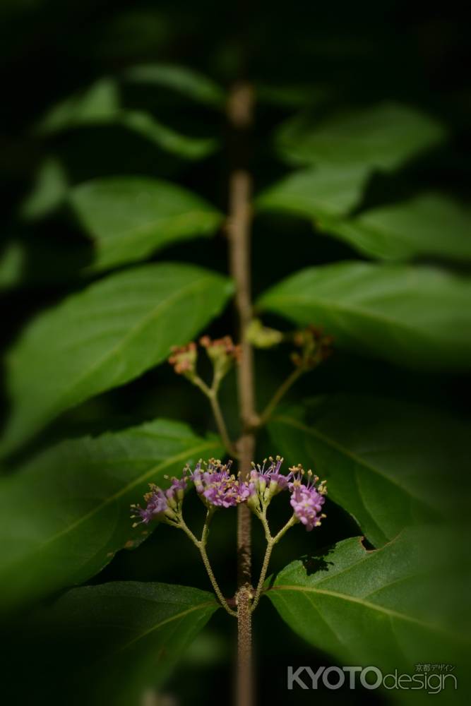 紫式部の花