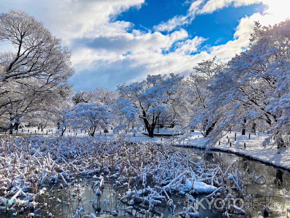 雪の蓮池