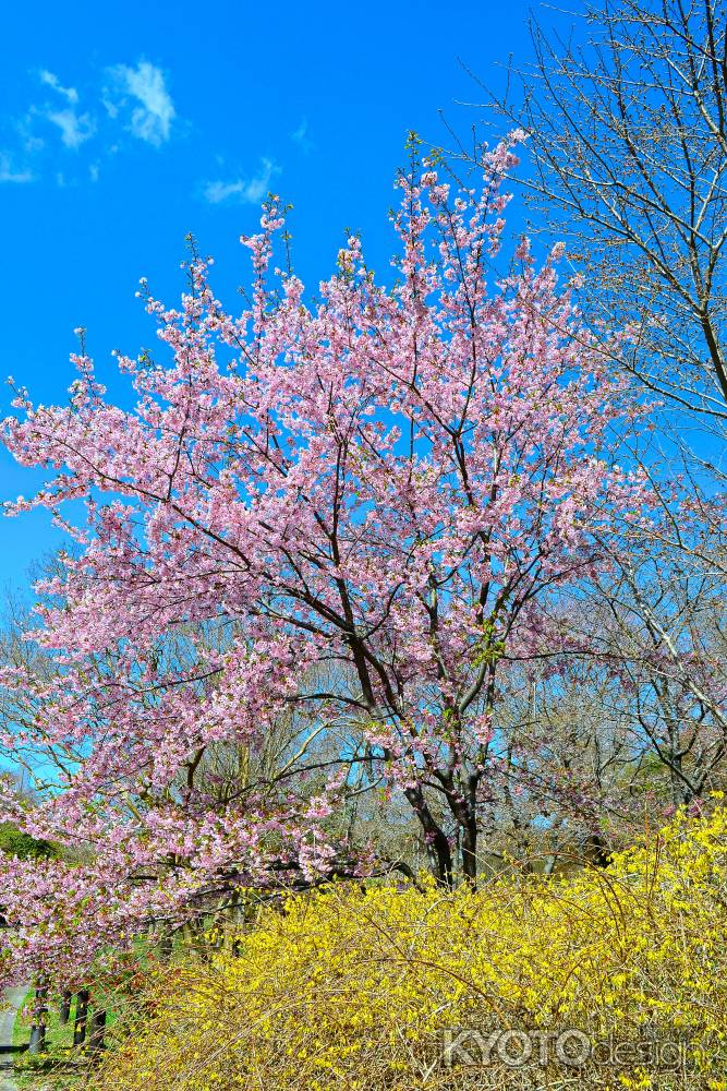桜とレンギョウと青空