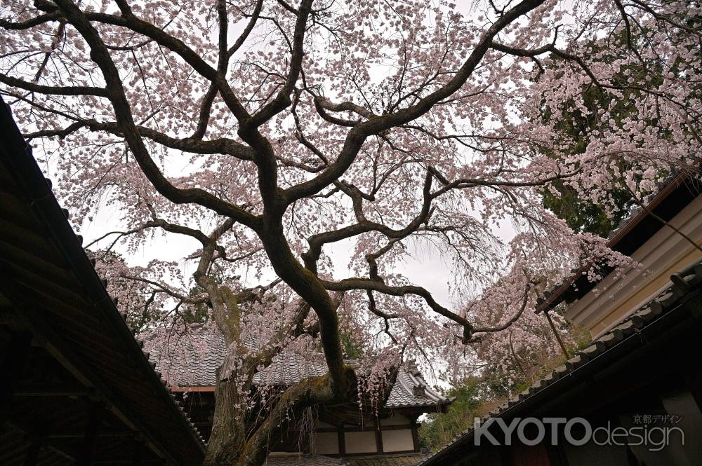 なりひら桜　樹齢200年