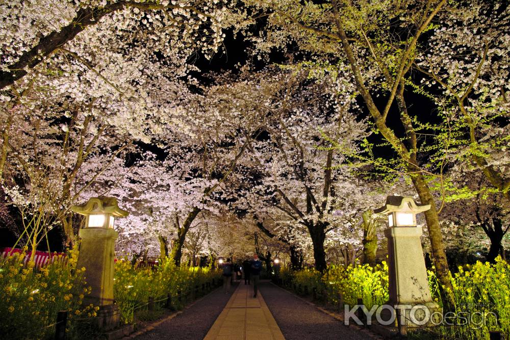 参道の夜桜　