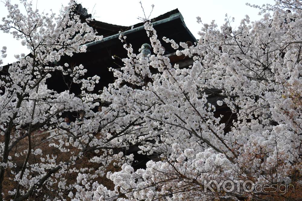 清水寺　舞台下の桜