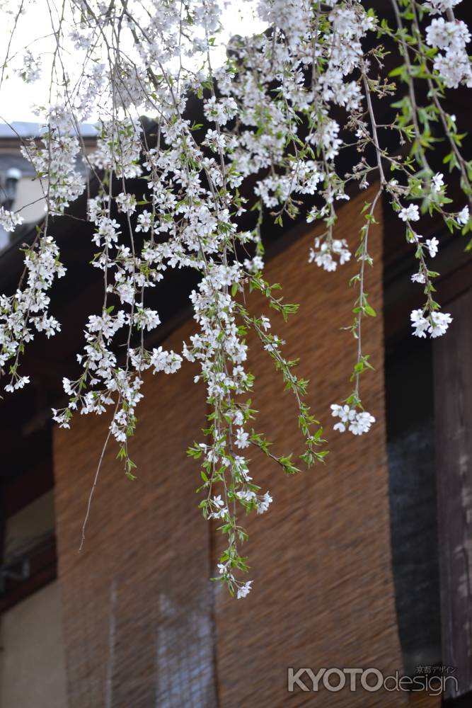 産寧坂の葉桜