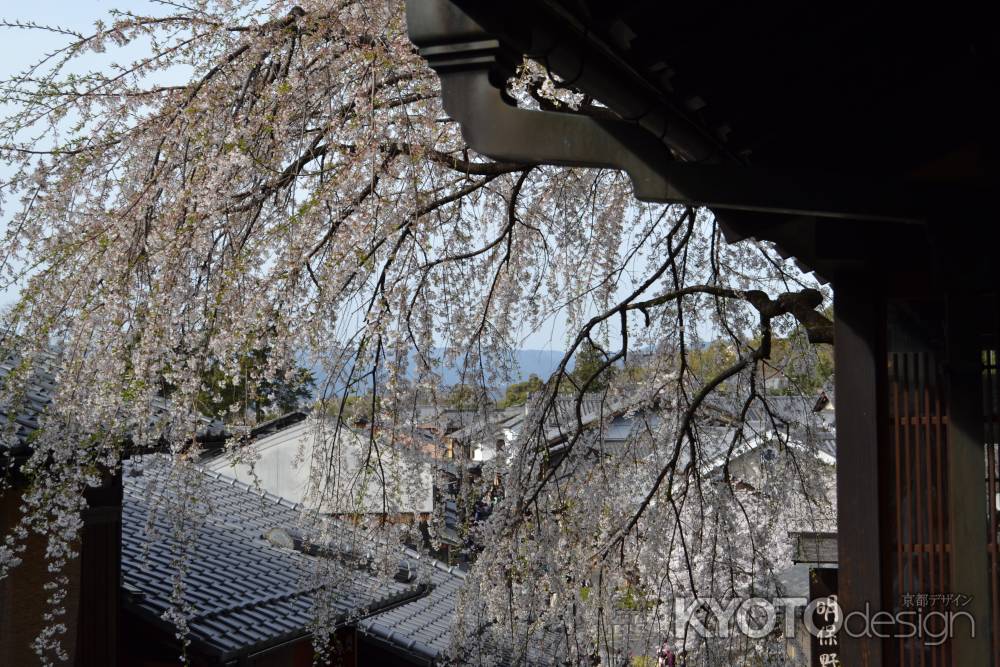 京都市内を見下ろす桜