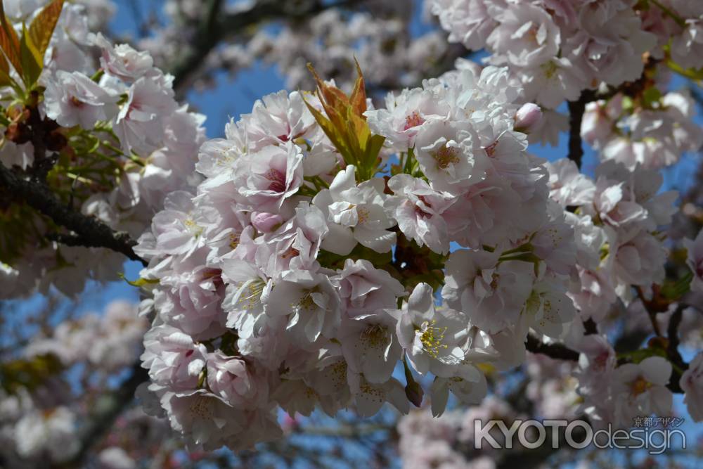 京都御苑の桜２