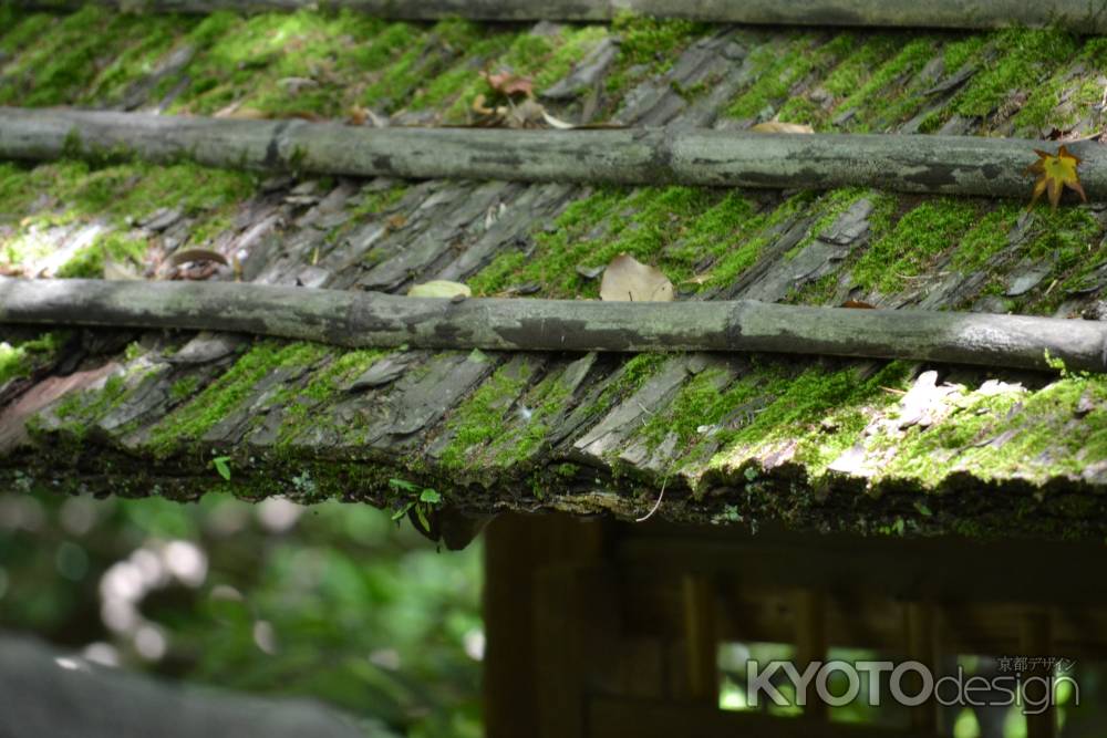 桂春院　侘の庭　苔生す屋根
