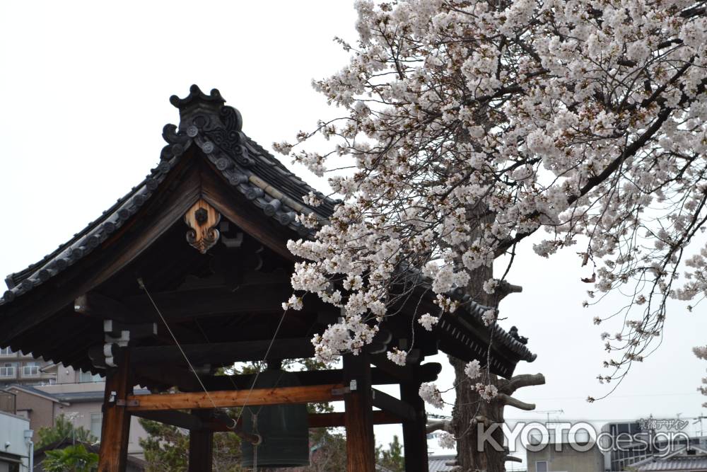 本隆寺　鐘楼と桜