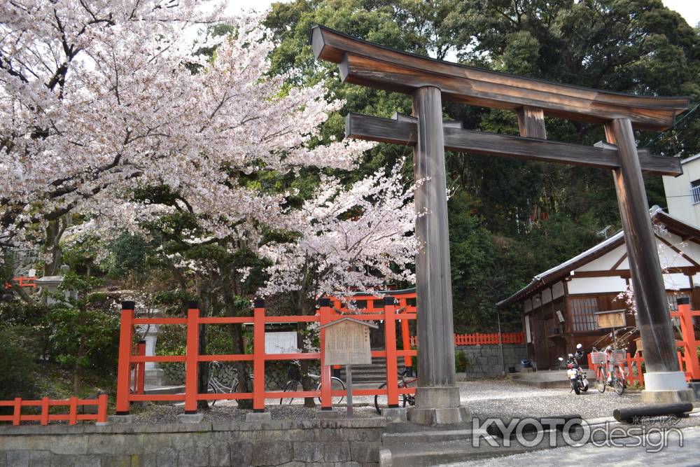 建勲神社　鳥居と桜
