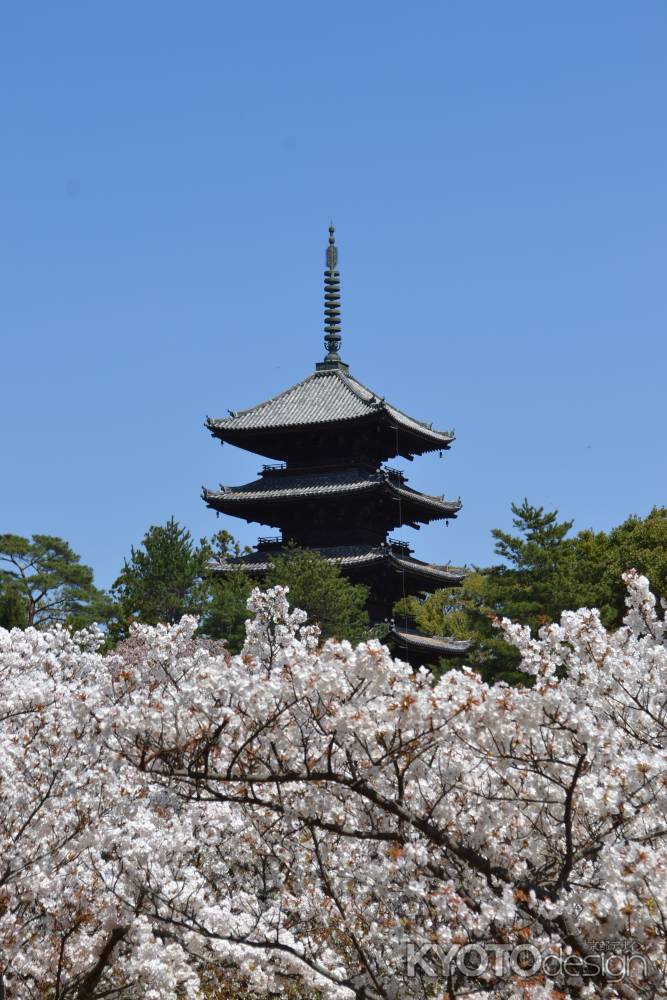 仁和寺　満開の御室桜その３
