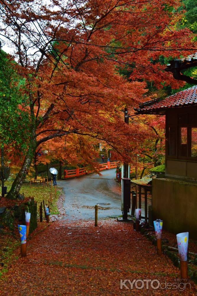 紅葉のトンネルと絨毯　神護寺　参道