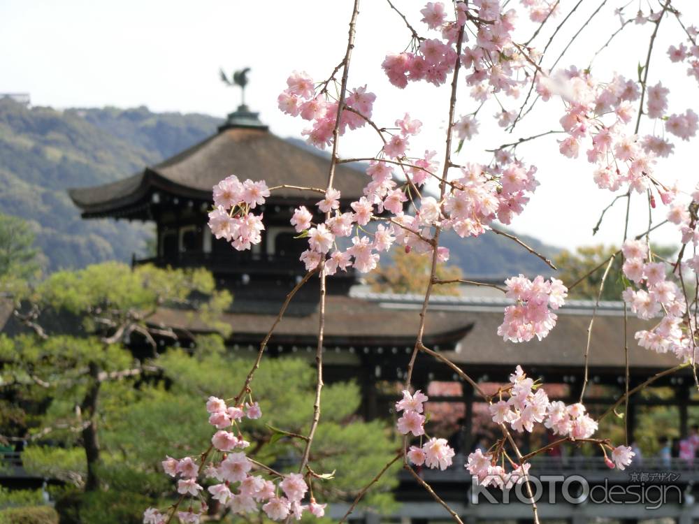 平安神宮神苑桜