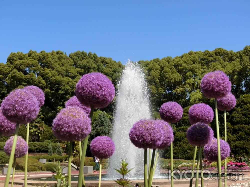 京都府立植物園 噴水