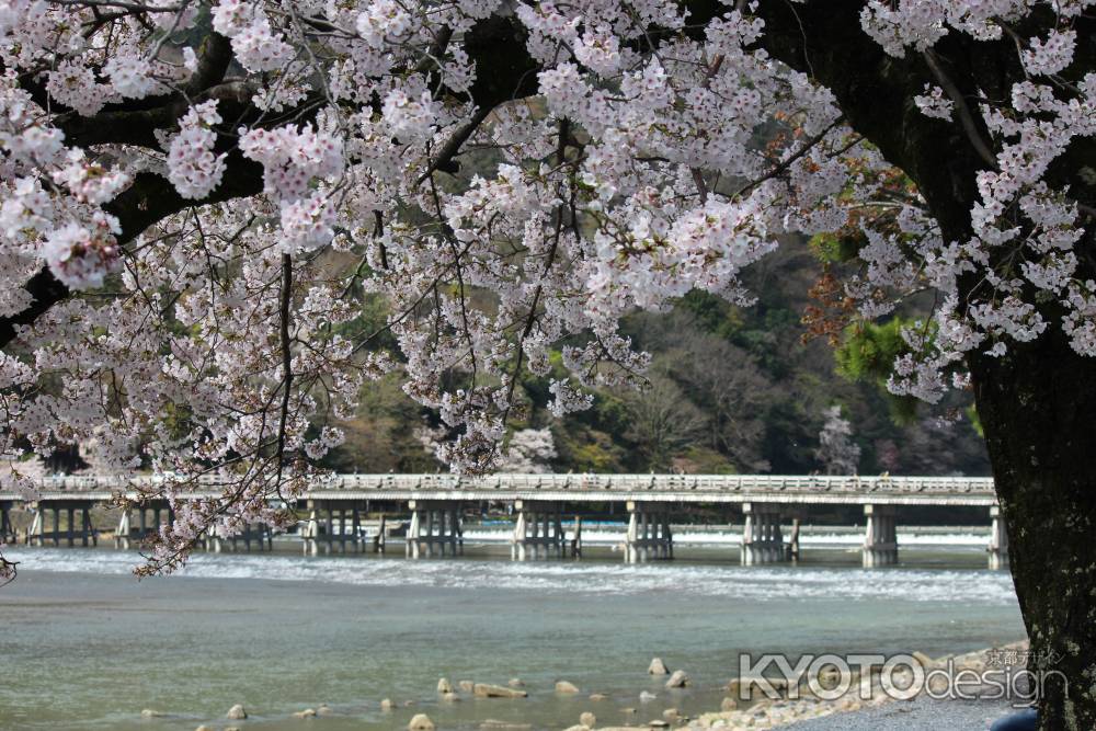 嵐山渡月橋と桜1