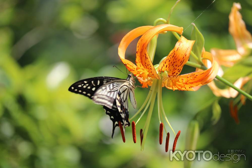 京都植物園　鬼百合と蝶