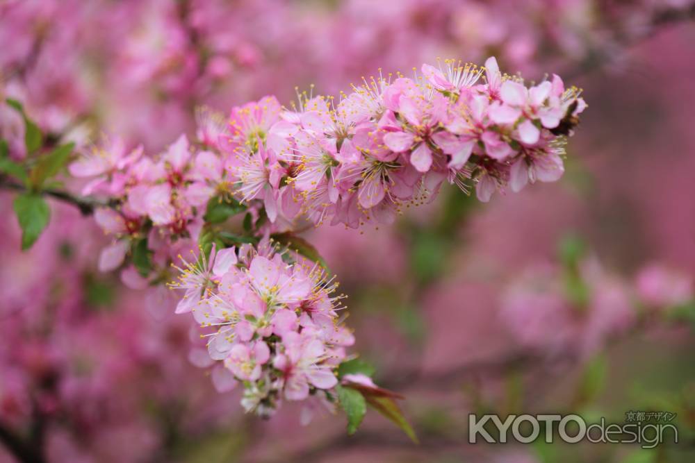 京都府立植物園春の花　ニワウメ
