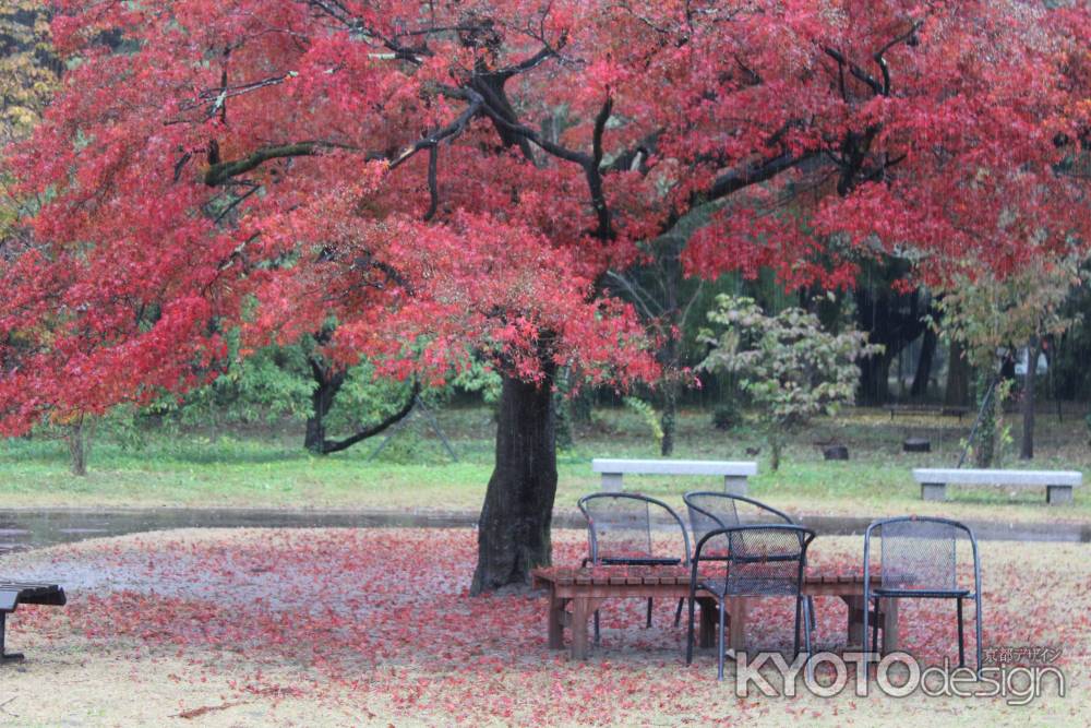 京都府立植物園　紅葉3