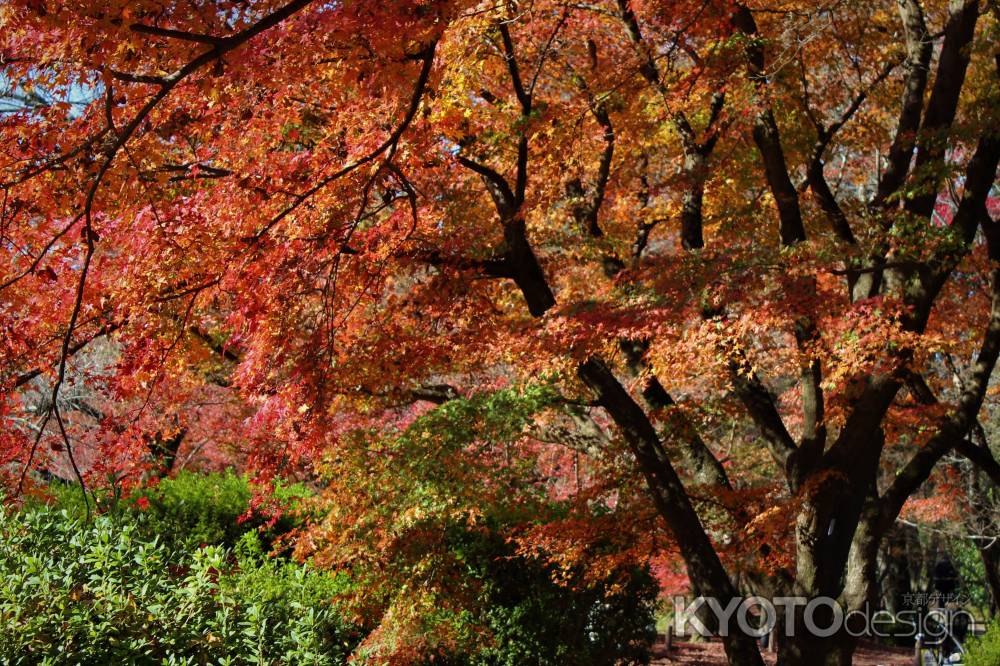 京都府立植物園の紅葉5