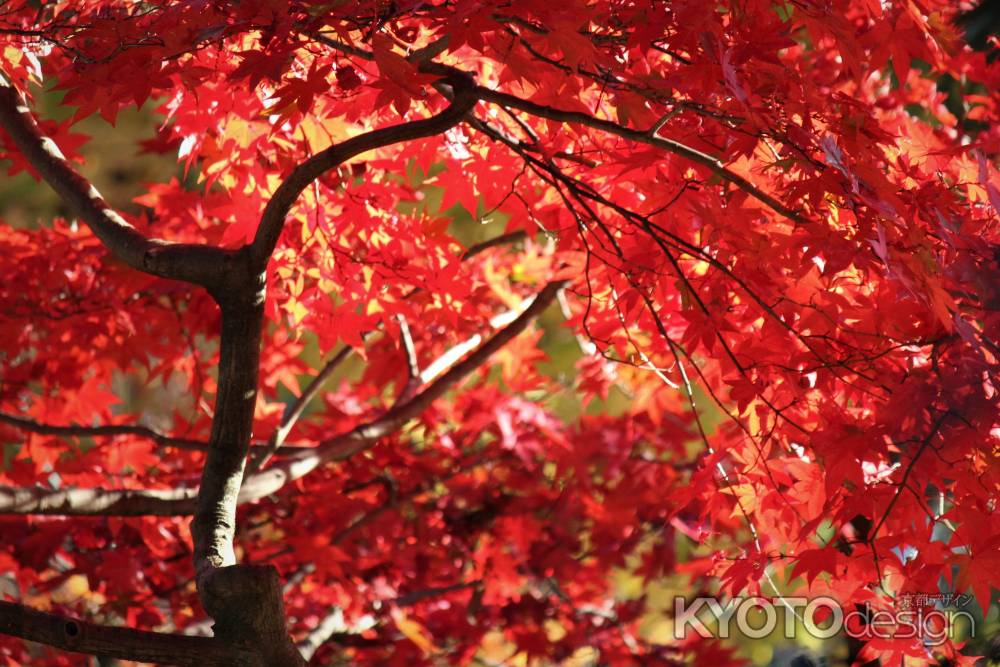 京都府立植物園の紅葉2