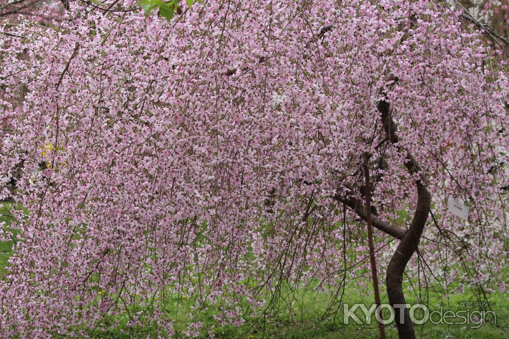 京都府立植物園　枝垂れ桜