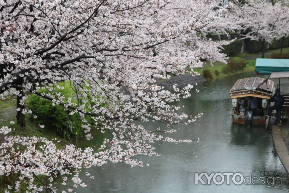 伏見十石舟と桜