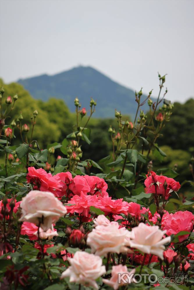 京都府立植物園　バラと比叡山