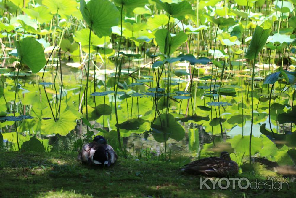 京都府立植物園　蓮池の鴨