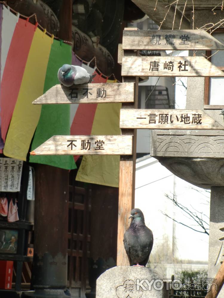 六角堂の鳩