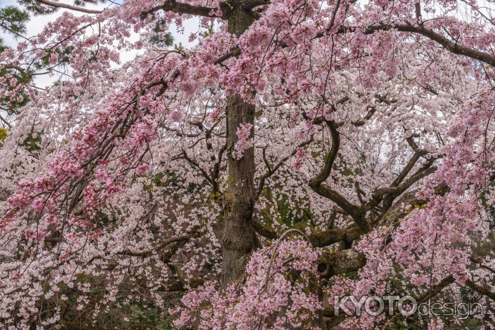 京都御苑の桜、その６