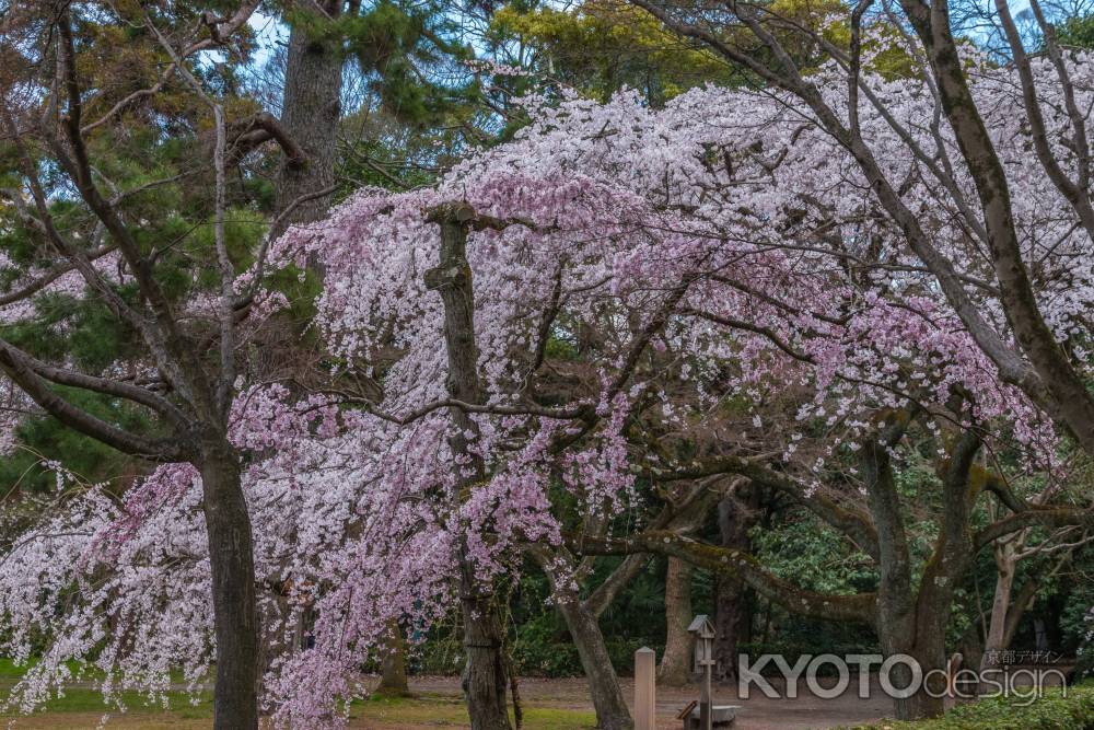 京都御苑の桜、その１０