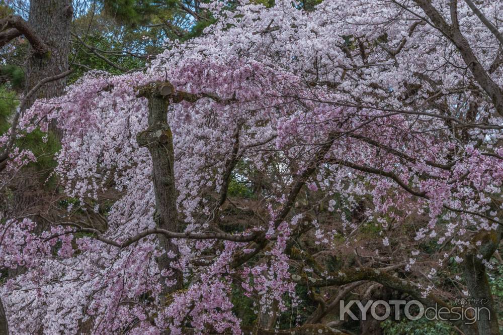 京都御苑の桜、その１１