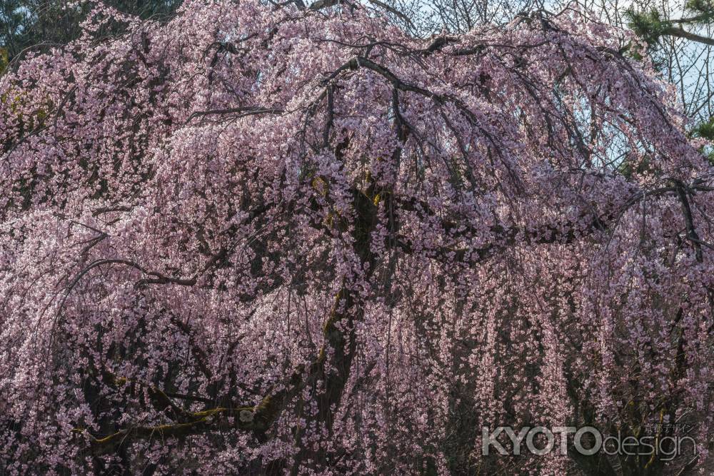 京都御苑の桜、その１６