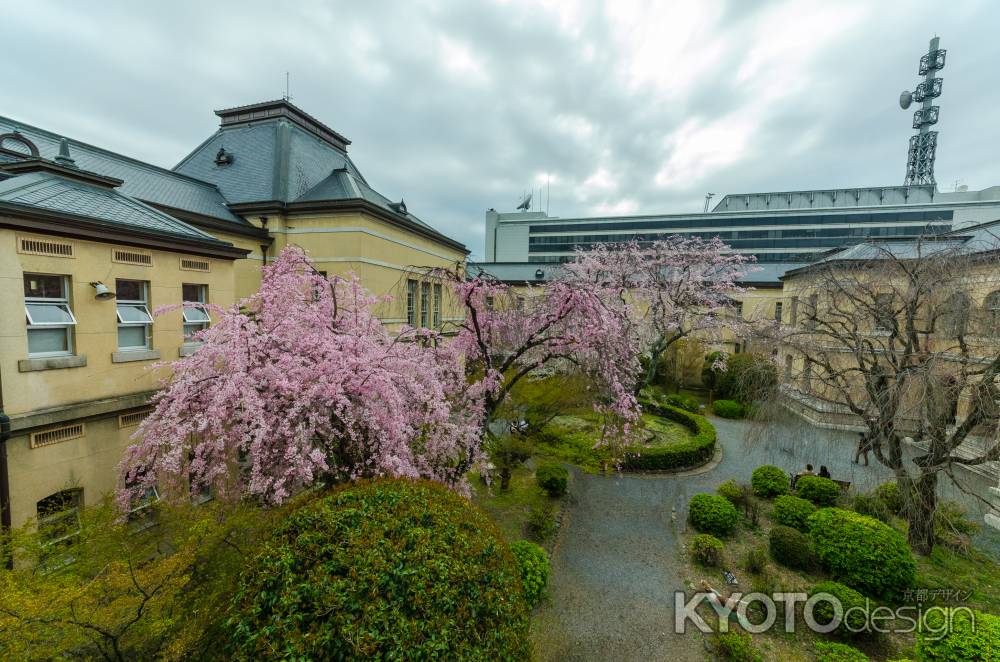 京都府庁旧本館中庭の全景、桜の季節